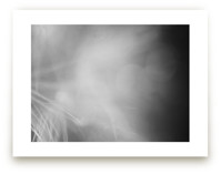 Dandelion Disguised by Three Wings North