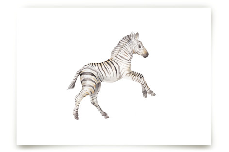 Watercolor Zebra foal takes off!  Children's Art Prints