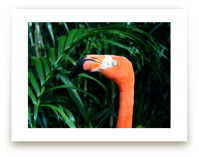 Flamingo Go by Three Wings North