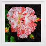 The Beautiful Rose