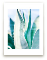 Mint Agaves  by Melissa Agular