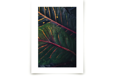 shaded 3 Fine Art Prints