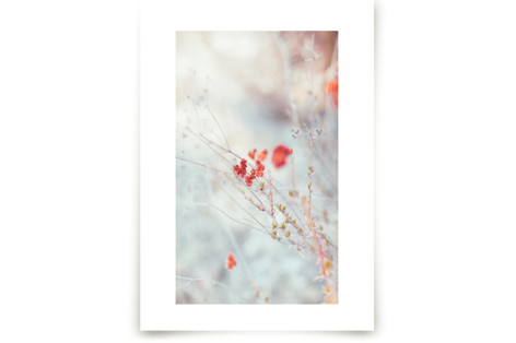 Native Wildflowers Fine Art Prints