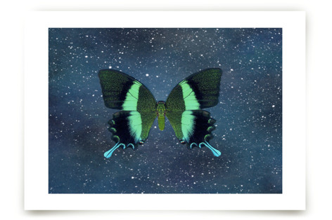 Fly Away #1 Fine Art Prints