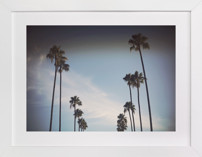 California Palms 1