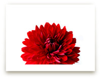 Bold Dahlia by Three Wings North