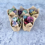 Fairy Favors Succulent Favors in Burlap