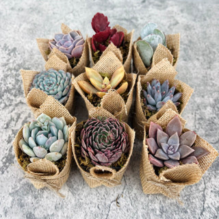 Succulent Party Favors in Burlap Favors