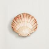 Shell beach Novelty Enclosure Cards