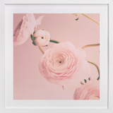 Cotton Ranunculus Nursery Art Prints