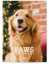 Paws Holiday Photo Cards