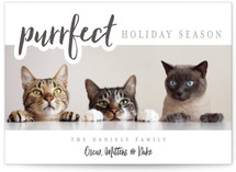 A Purrfect Christmas by Stacy Cooke