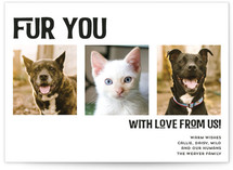 Fur You Holiday Photo Cards